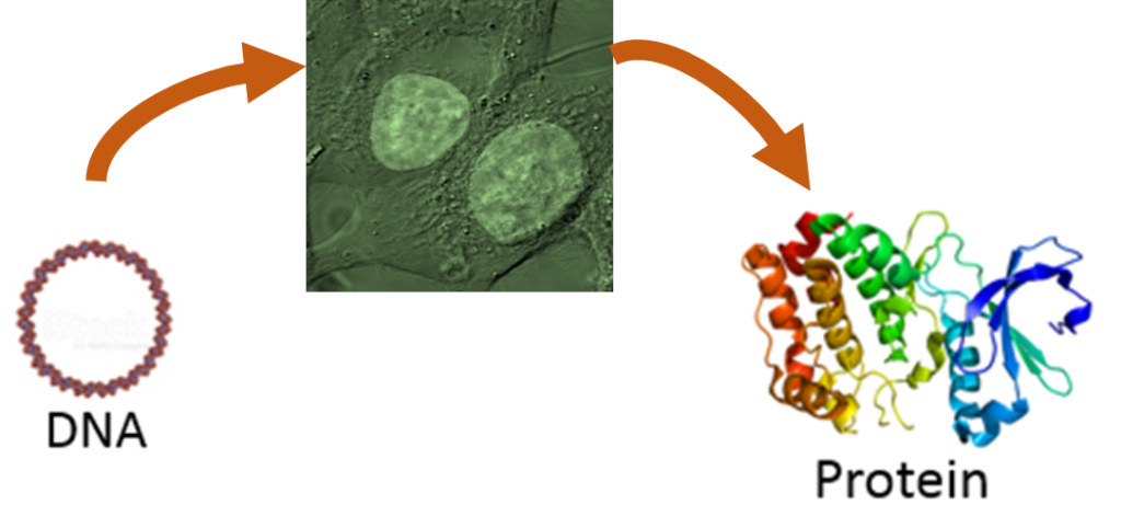 STABLE TRANSFECTION